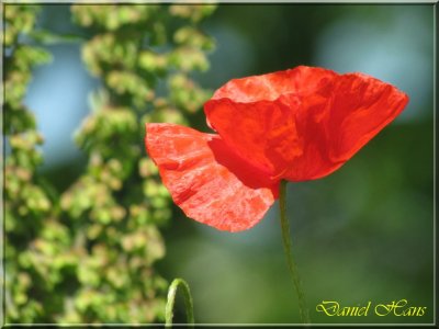printemps 2011 au pays des Renards 116.jpg
