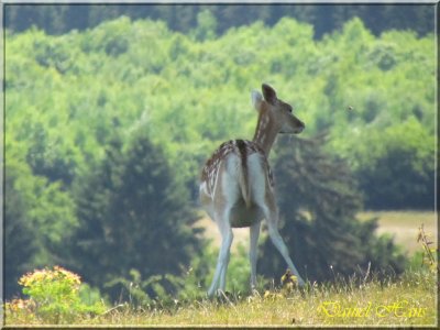 printemps 2011 au pays des Renards 123.jpg