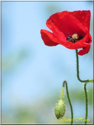 printemps 2011 au pays des Renards 124.jpg