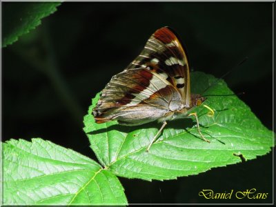 printemps 2011 au pays des Renards 125.jpg