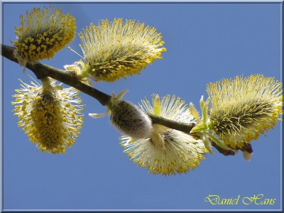 printemps 2011 au pays des Renards 127.jpg