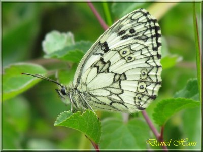 printemps 2011 au pays des Renards 129.jpg