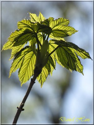 printemps 2011 au pays des Renards 132.jpg