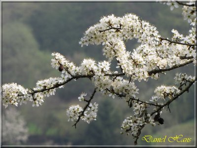 printemps 2011 au pays des Renards 133.jpg