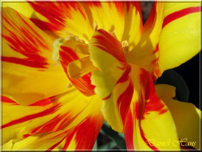 printemps 2011 au pays des Renards 137.jpg