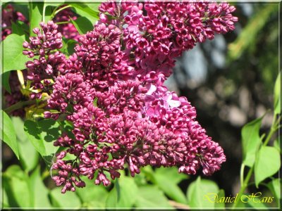 printemps 2011 au pays des Renards 148.jpg