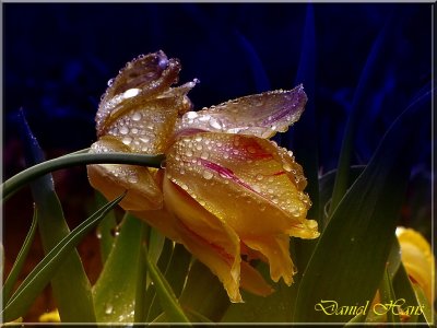 printemps 2011 au pays des Renards 151.jpg
