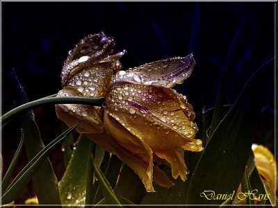 printemps 2011 au pays des Renards 152.jpg