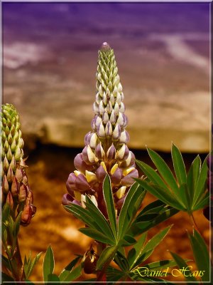 printemps 2011 au pays des Renards 154.jpg