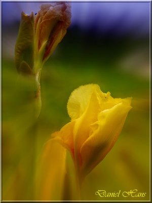 printemps 2011 au pays des Renards 155.jpg