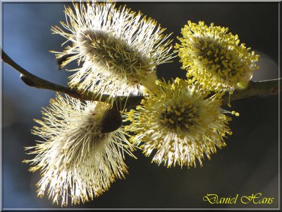 printemps 2011 au pays des Renards 146.jpg
