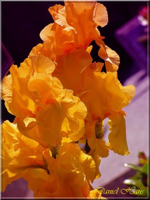 printemps 2011 au pays des Renards 157.jpg