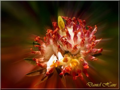 printemps 2011 au pays des Renards 160.jpg