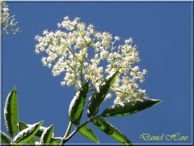 printemps 2011 au pays des Renards 162.jpg