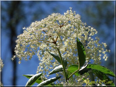 printemps 2011 au pays des Renards 164.jpg