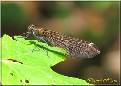 printemps 2011 au pays des Renards 169.jpg
