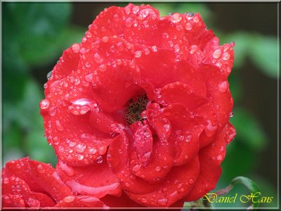 printemps 2011 au pays des Renards 174.jpg