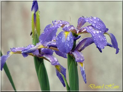 printemps 2011 au pays des Renards 175.jpg