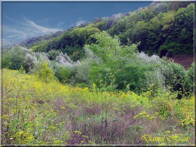 printemps 2011 au pays des Renards 182.jpg