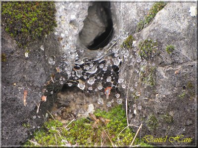 printemps 2011 au pays des Renards 184.jpg