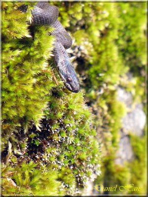 printemps 2011 au pays des Renards 187.jpg