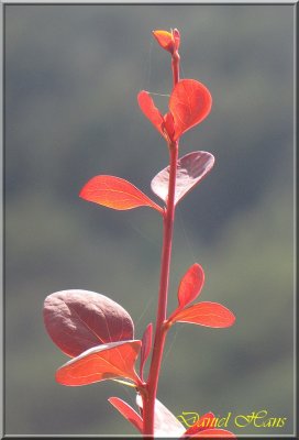 printemps 2011 au pays des Renards 191.jpg