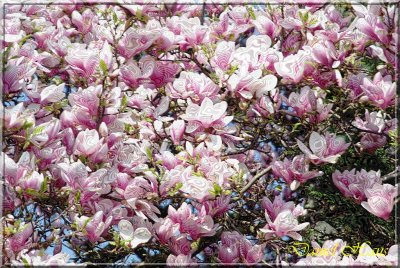 printemps 2011 au pays des Renards 196.jpg