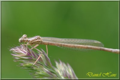 printemps 2011 au pays des Renards 199.jpg