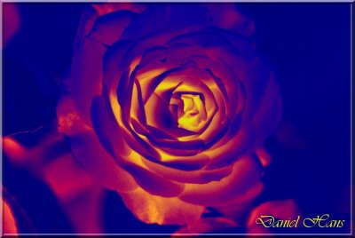 printemps 2011 au pays des Renards 202.jpg
