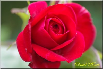 printemps 2011 au pays des Renards 203.jpg