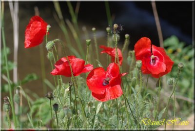 printemps 2011 au pays des Renards 204.jpg