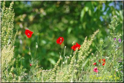 printemps 2011 au pays des Renards 207.jpg