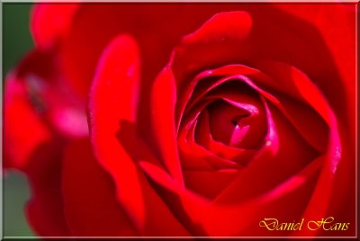 printemps 2011 au pays des Renards 210.jpg