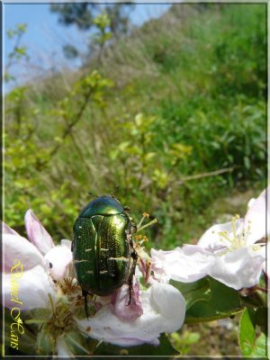 printemps 2011 au pays des Renards 212.jpg
