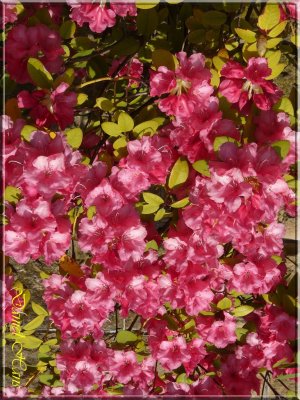 printemps 2011 au pays des Renards 213.jpg