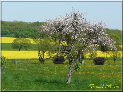 printemps 2011 au pays des Renards 215.jpg