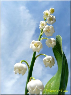 printemps 2011 au pays des Renards 216.jpg