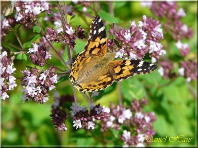 printemps 2011 au pays des Renards 220.jpg