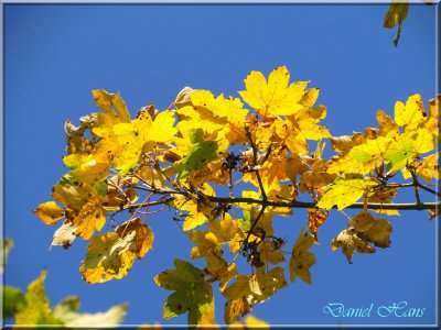 Automne 2011 50.jpg