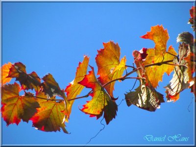 Automne 2011 63.jpg