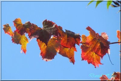 Automne 2011 65.jpg