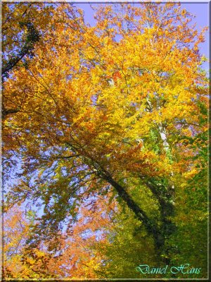 Automne 2011 110.jpg