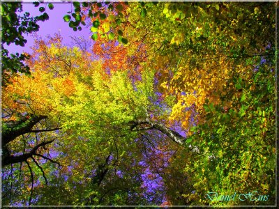 Automne 2011 114.jpg