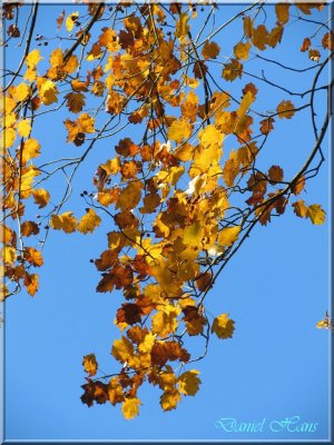 Automne 2011 129.jpg