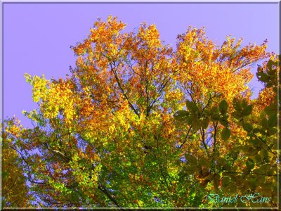 Automne 2011 136.jpg