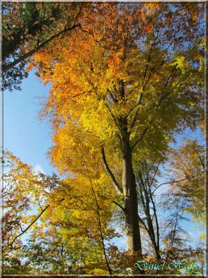 Automne 2011 140.jpg