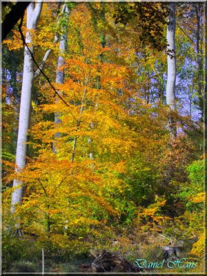 Automne 2011 141.jpg