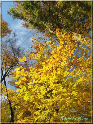 Automne 2011 147.jpg