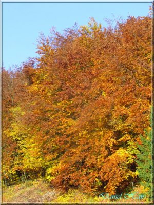 Automne 2011 156.jpg