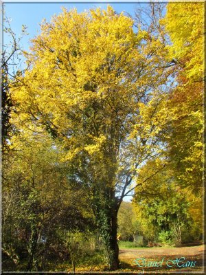 Automne 2011 161.jpg